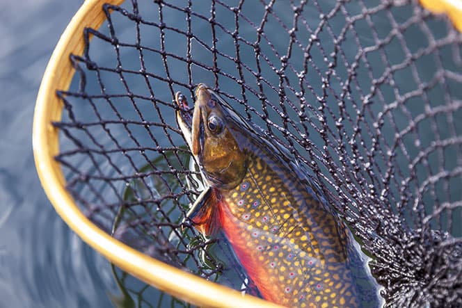 poisson pris dans une épuisette