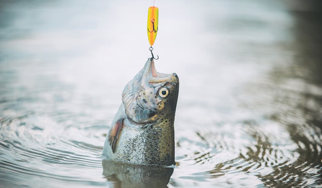 truite poisson pêcher à la mouche