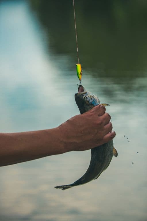 poisson attrapé par un pêcheur